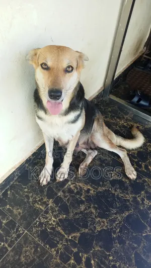 1+ year Female Purebred German Shepherd