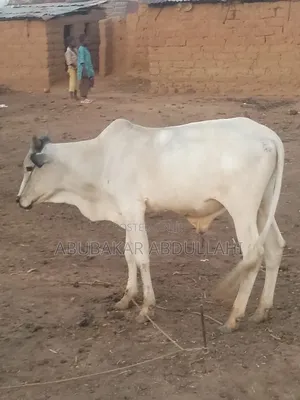 Young Bull for Sale