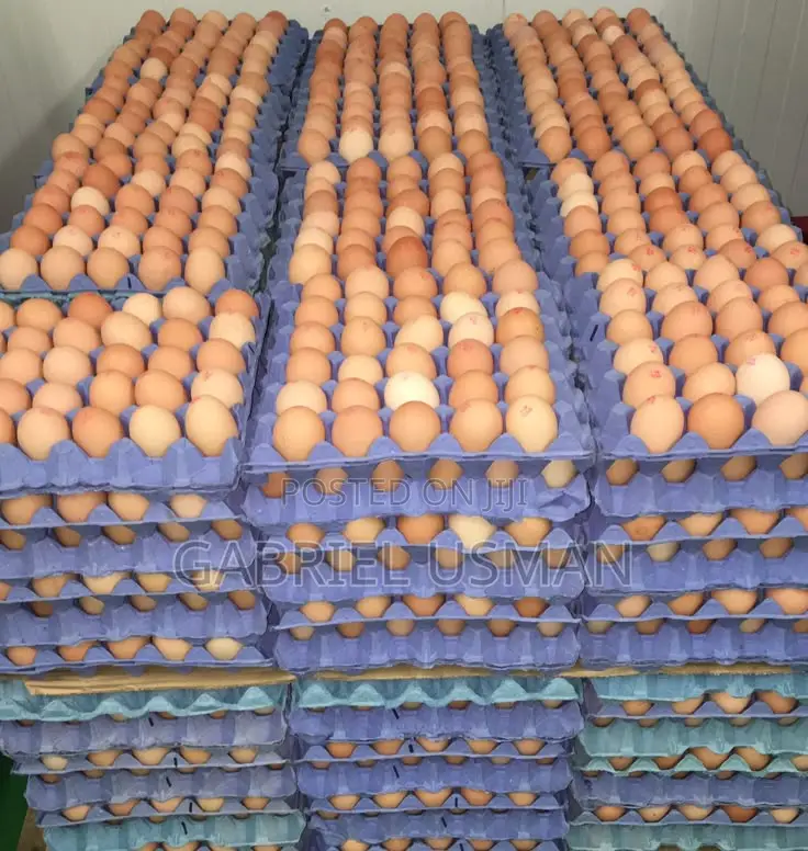 Fresh Eggs for Sale