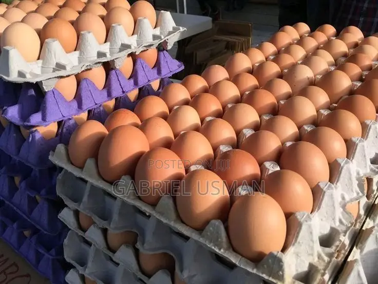 Fresh Eggs for Sale