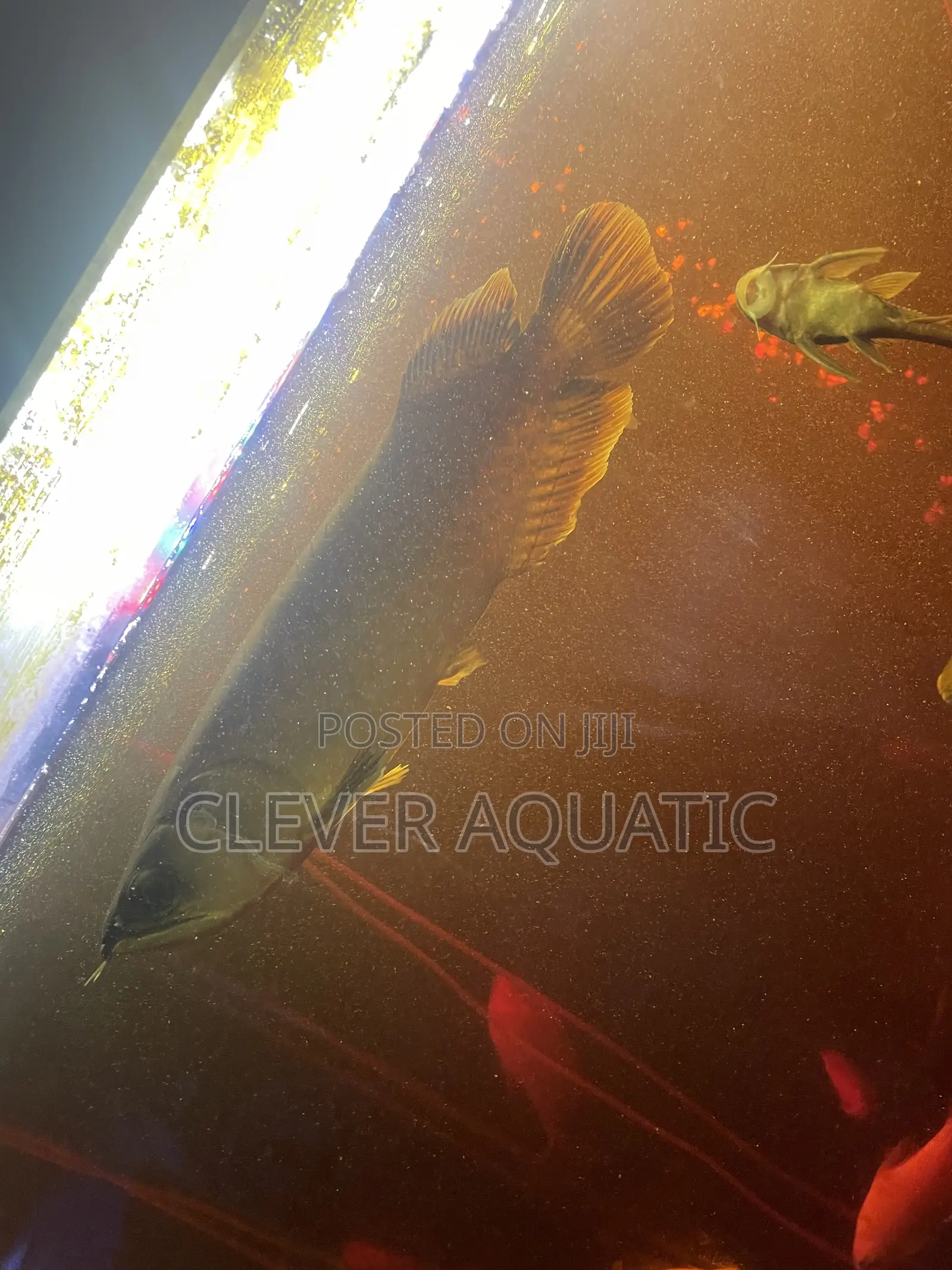 Arowana Fish