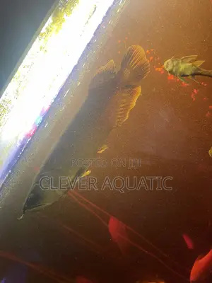 Arowana Fish