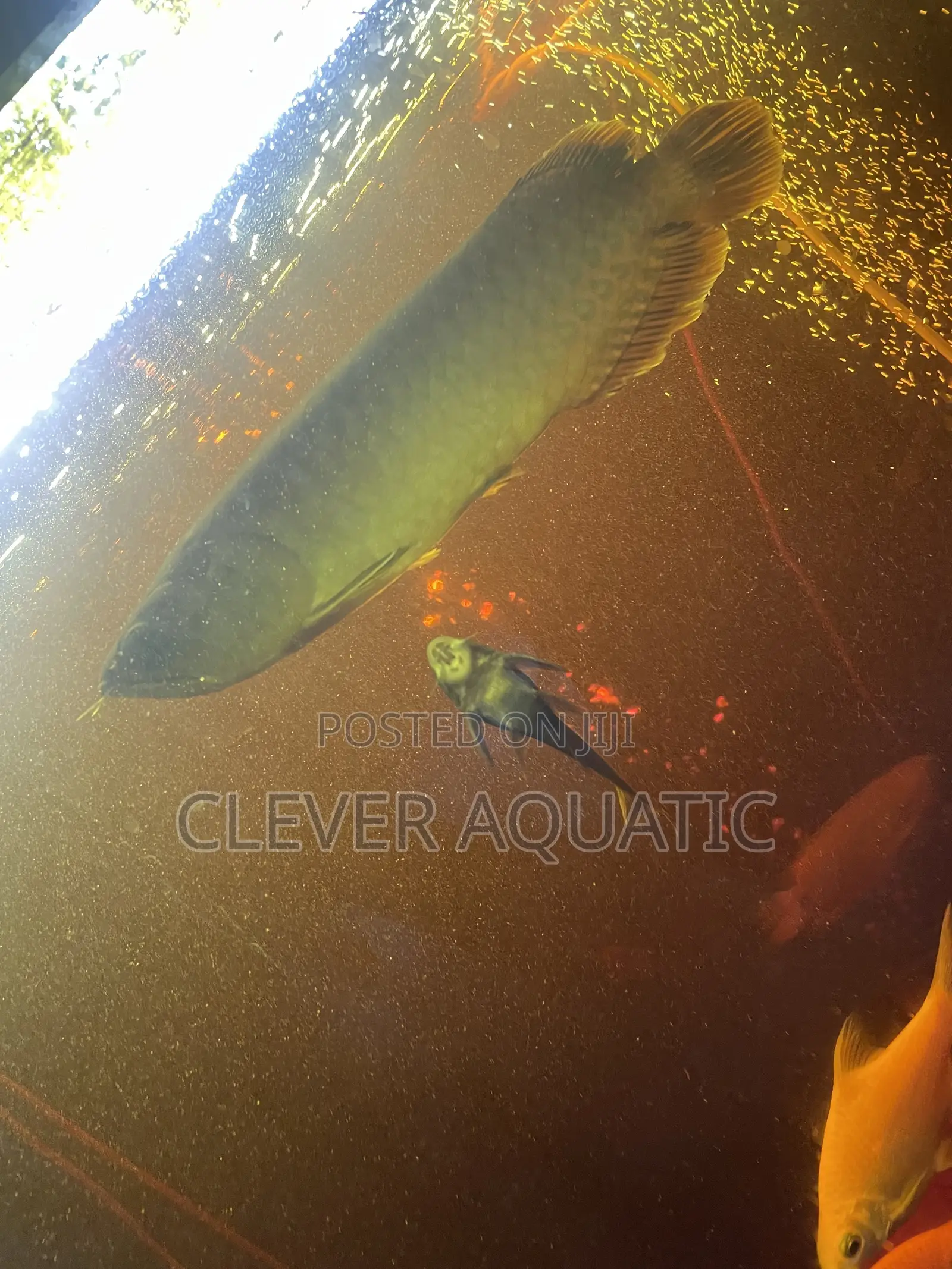 Arowana Fish