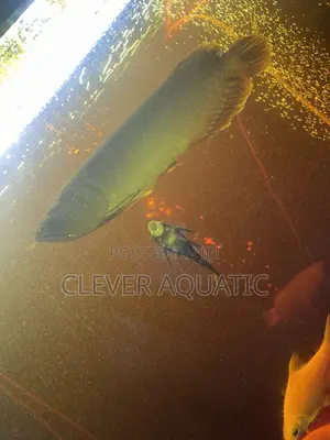 Arowana Fish