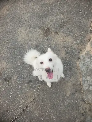 1+ year Female Purebred American Eskimo