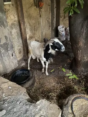 Mature and Healthy Ram