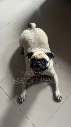 1+ year Female Purebred Pug