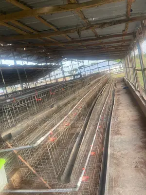 Used Cage for Layers