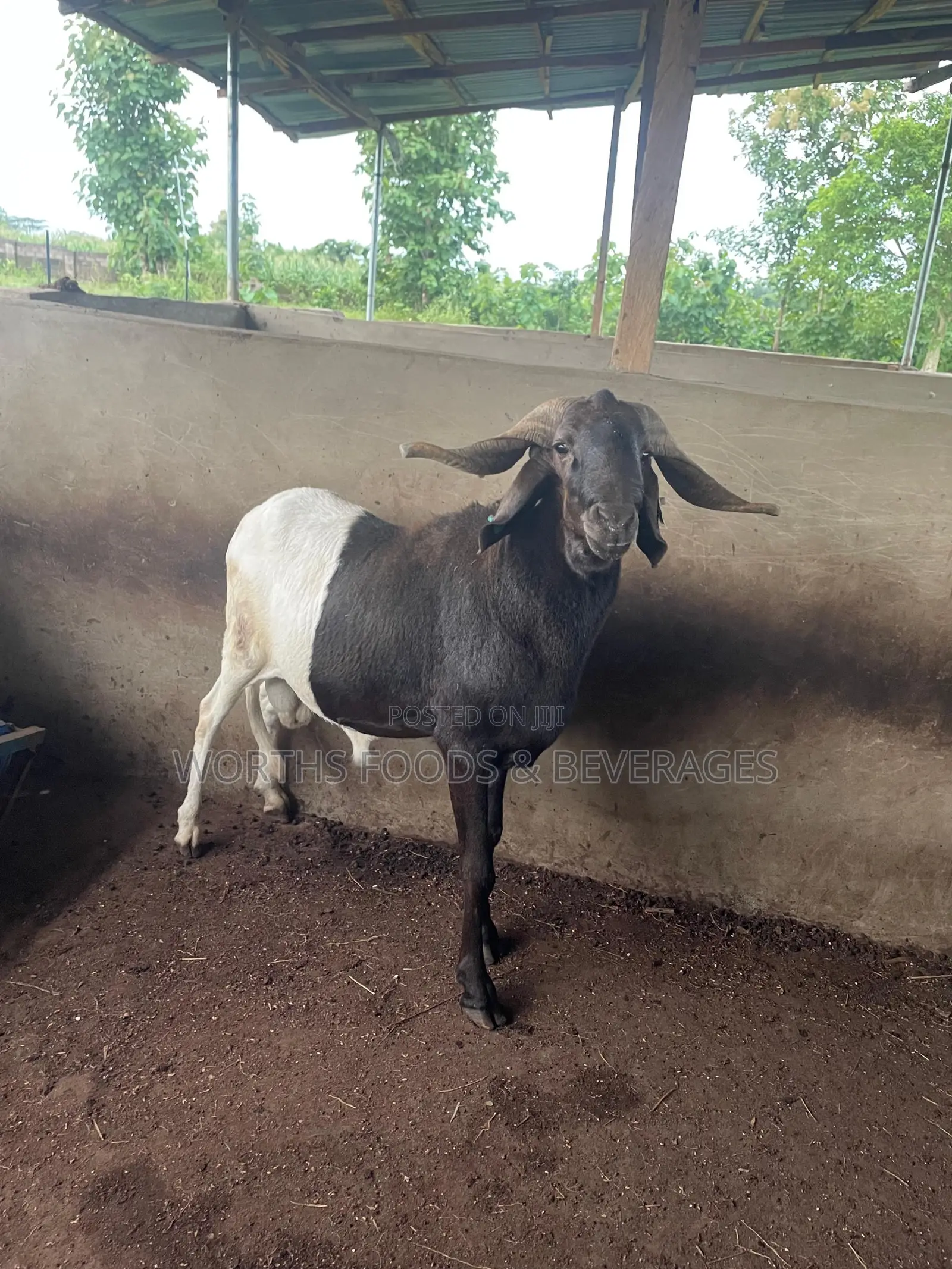 Big Rams for Sallah