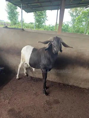 Big Rams for Sallah
