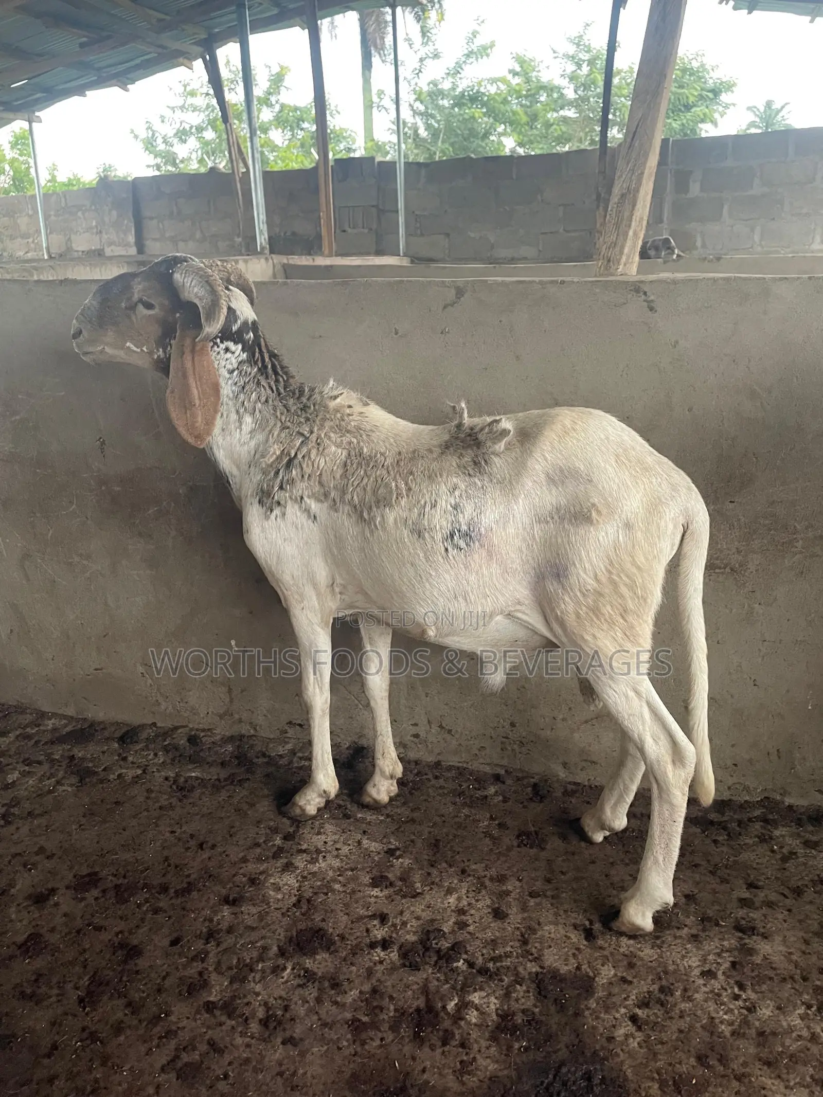 Big Rams for Sallah