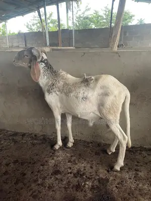 Big Rams for Sallah