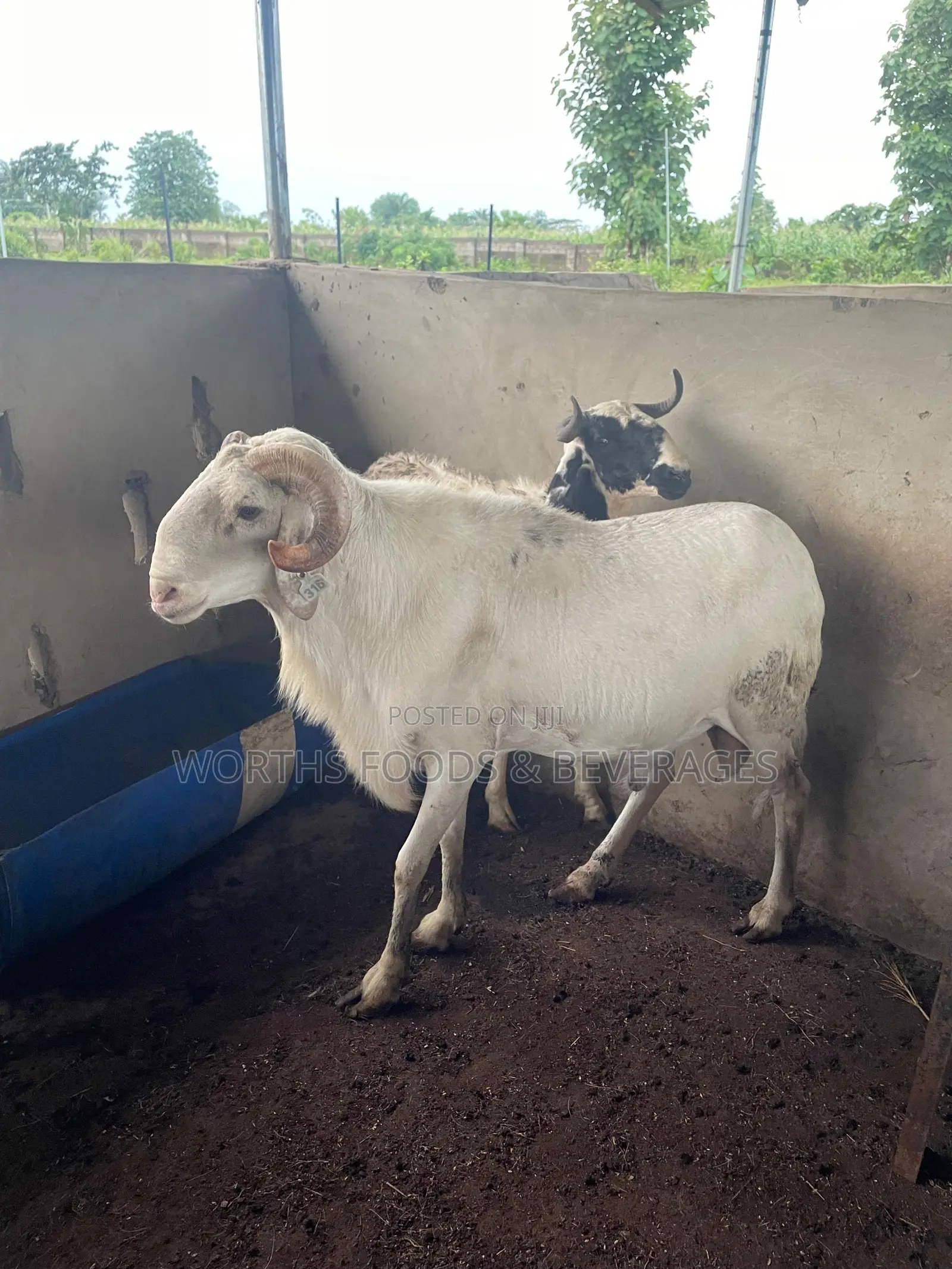 Big Rams for Sallah