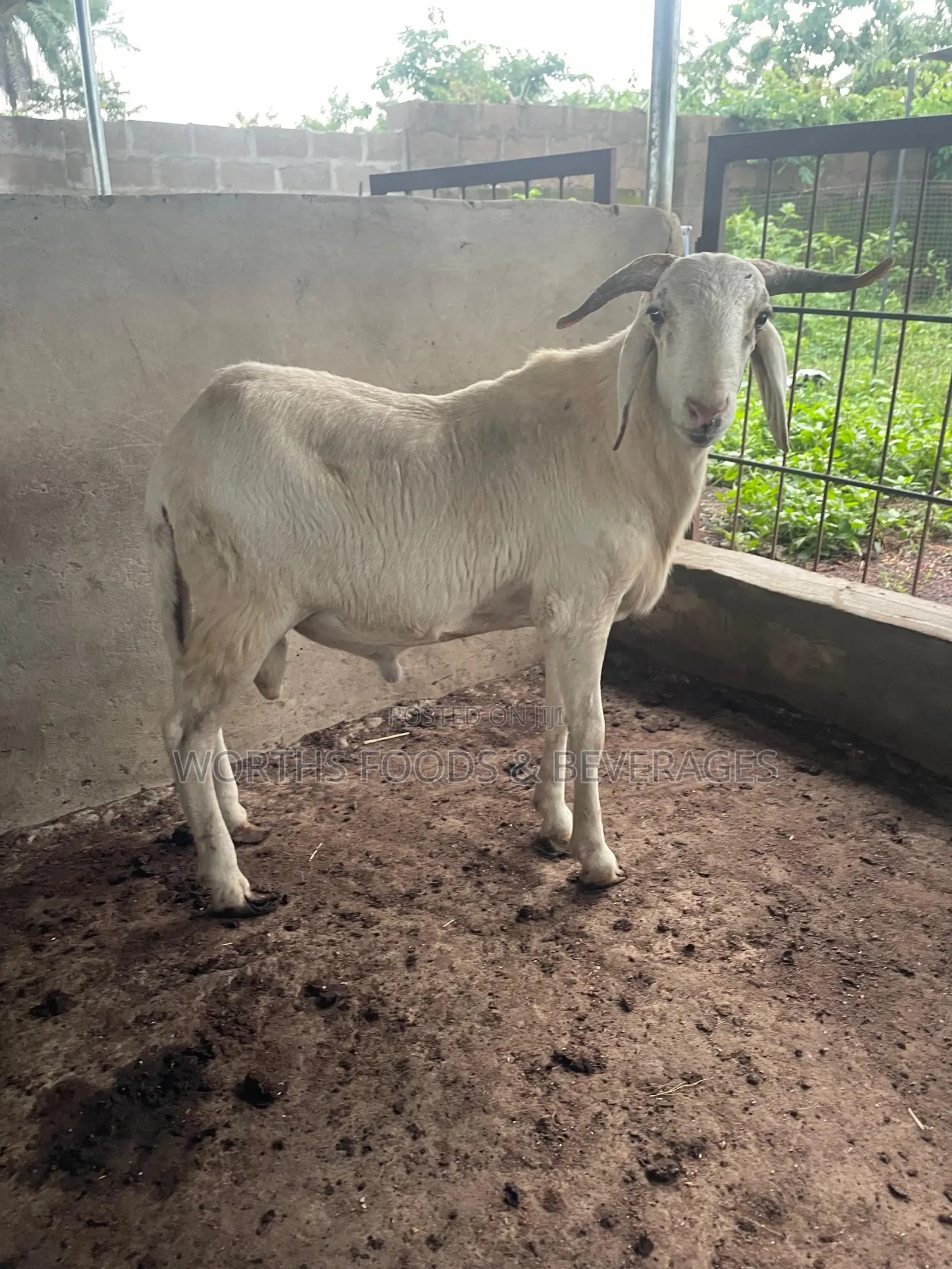 Big Rams for Sallah