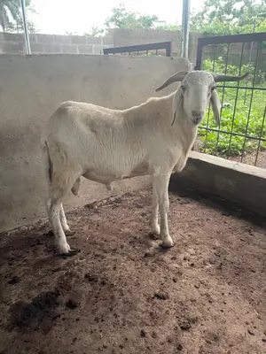 Big Rams for Sallah