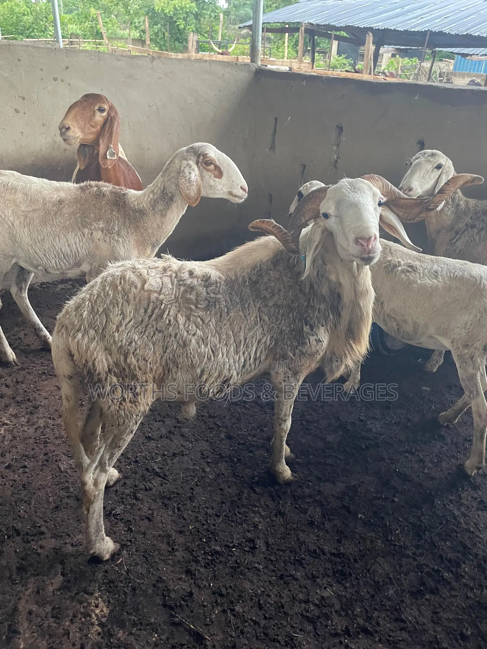 Big Rams for Sallah
