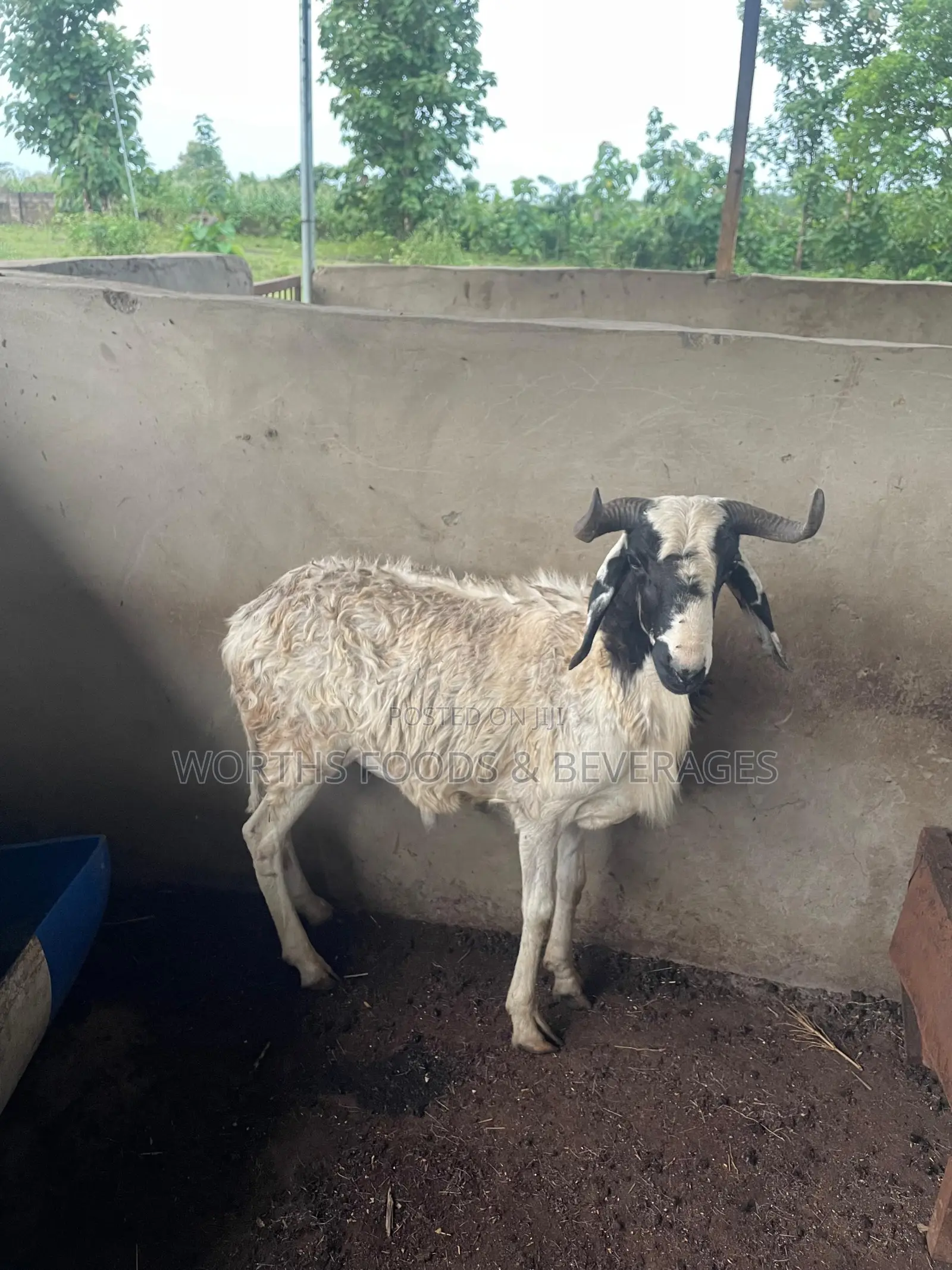 Big Rams for Sallah