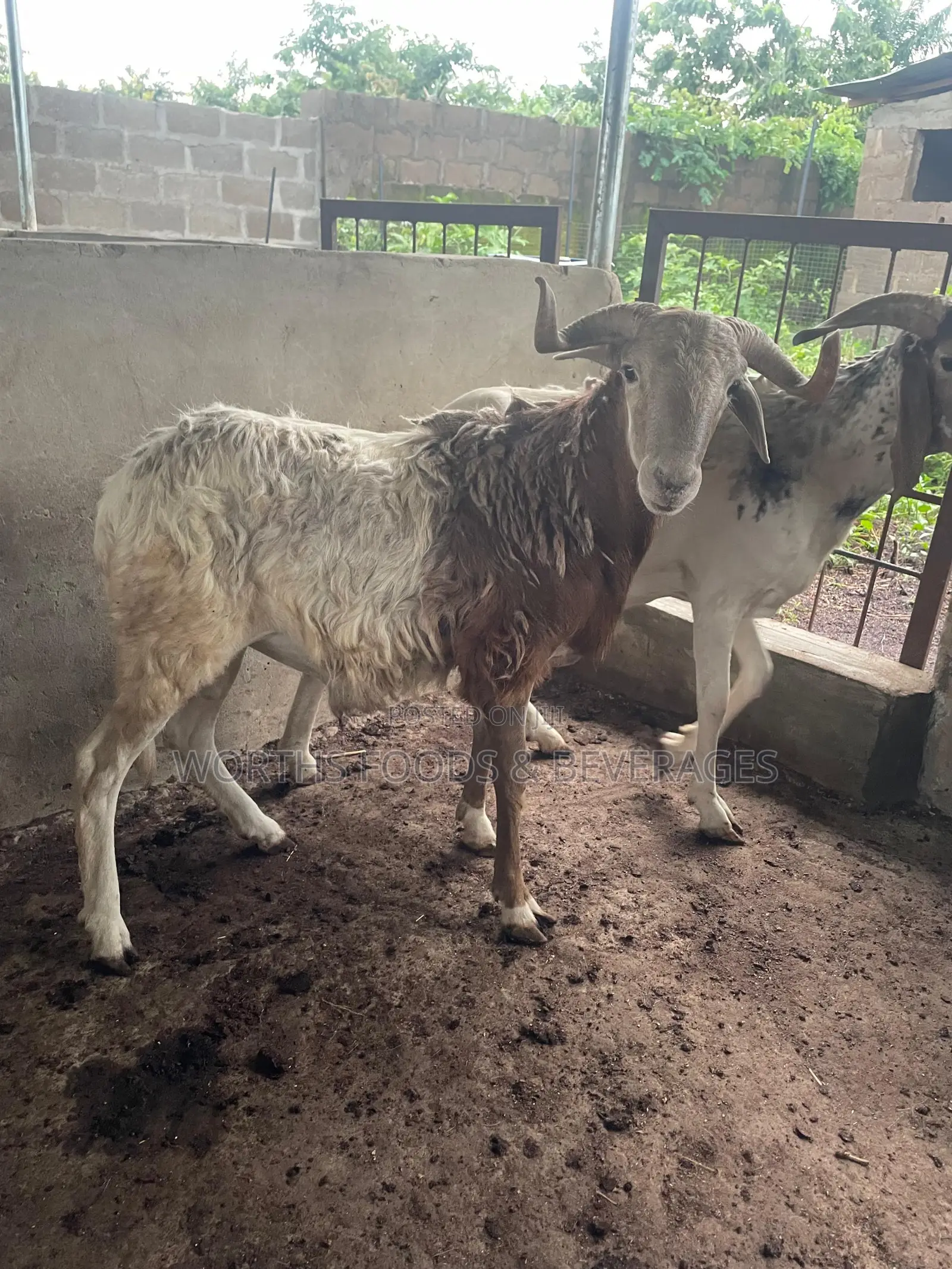 Big Rams for Sallah