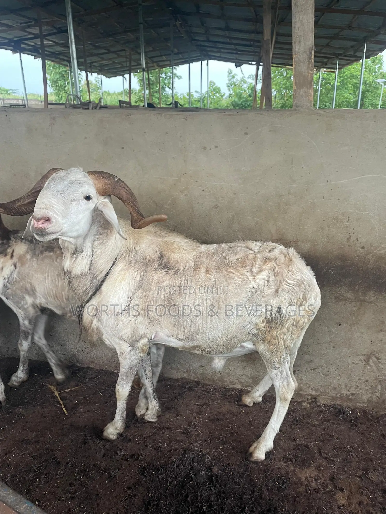 Big Rams for Sallah