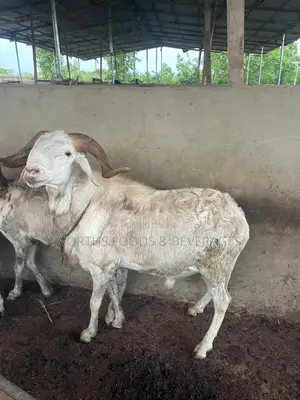 Big Rams for Sallah