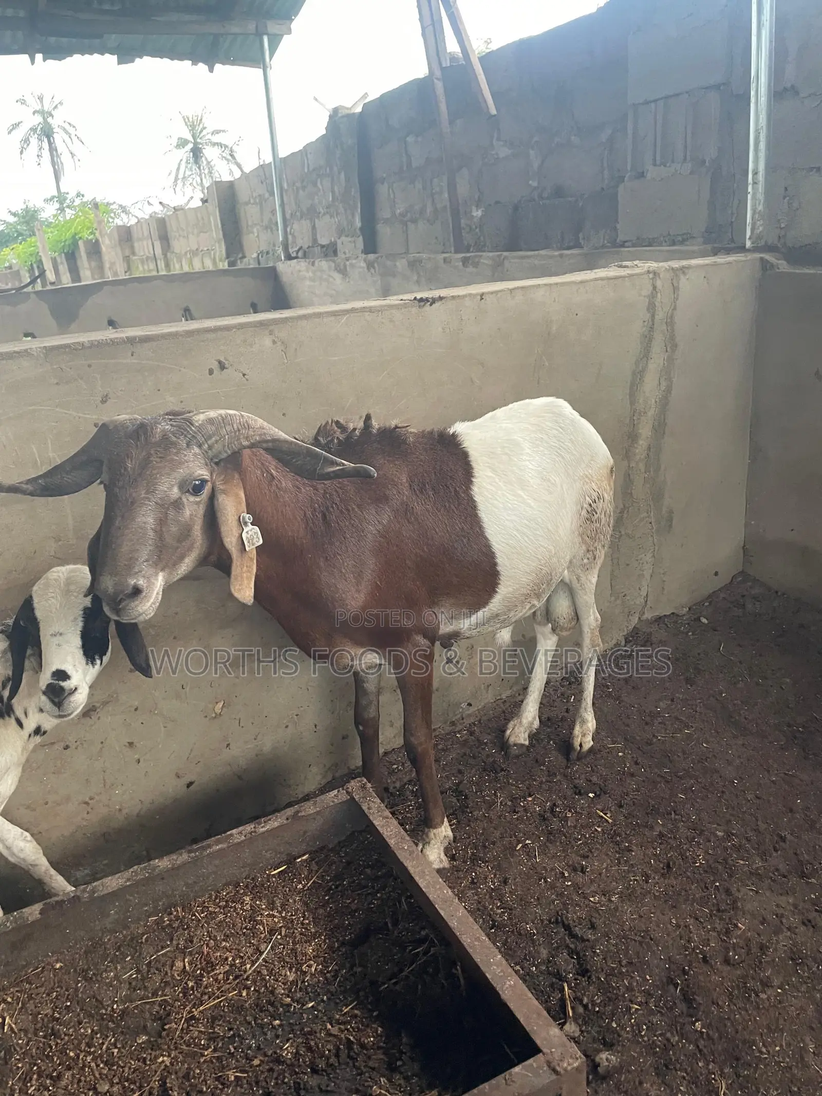 Big Rams for Sallah