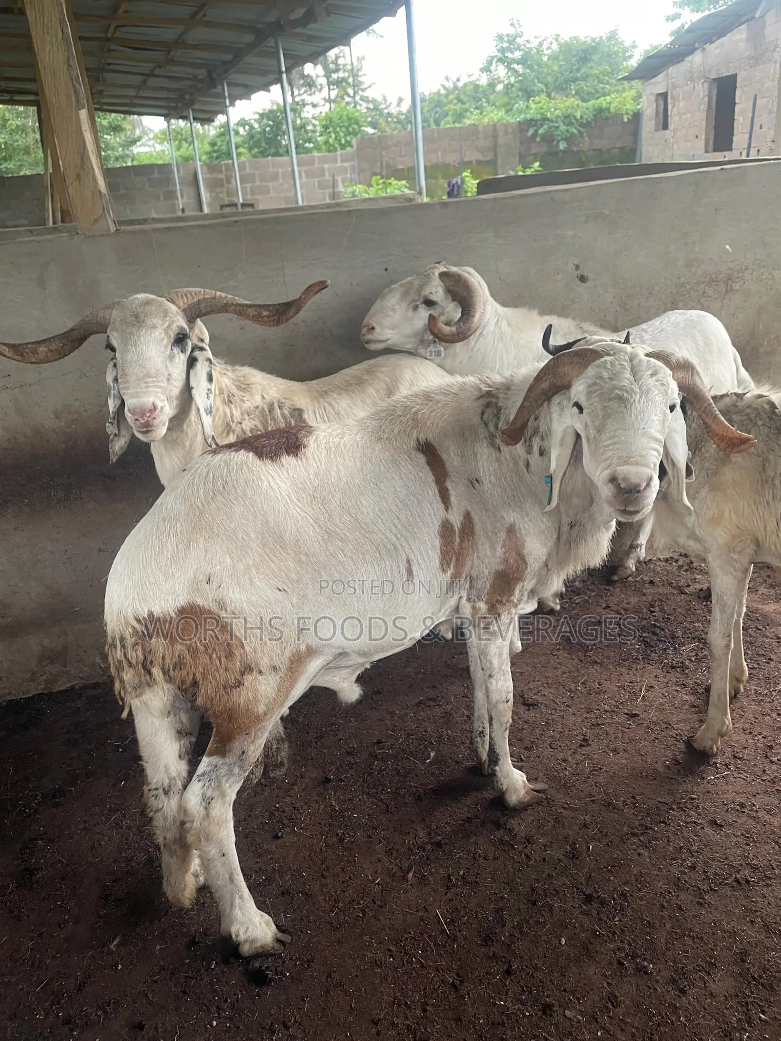 Big Rams for Sallah