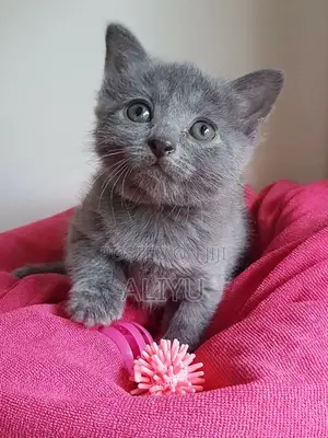1-3 months Female Purebred Persian