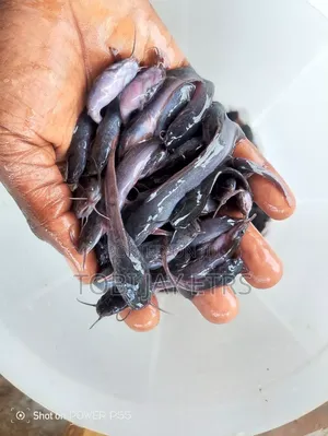Juvenile Fishes