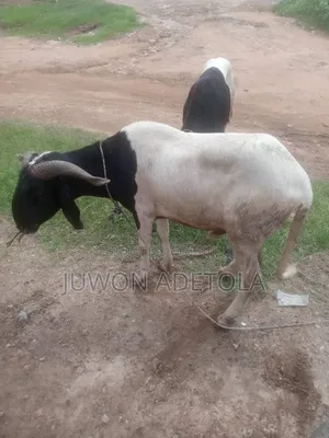 Mature Ram