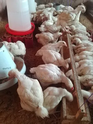 5week Broillers Are Available for Sale