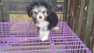 1-3 months Female Purebred Lhasa Apso