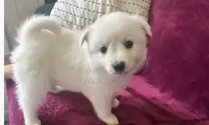 0-1 month Female Purebred American Eskimo