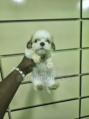 1-3 months Male Purebred Lhasa Apso
