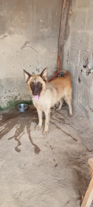 6-12 months Male Purebred German Shepherd