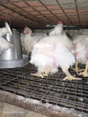 Broiler Chicken