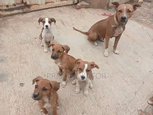 1-3 months Female Mixed Breed Basenji