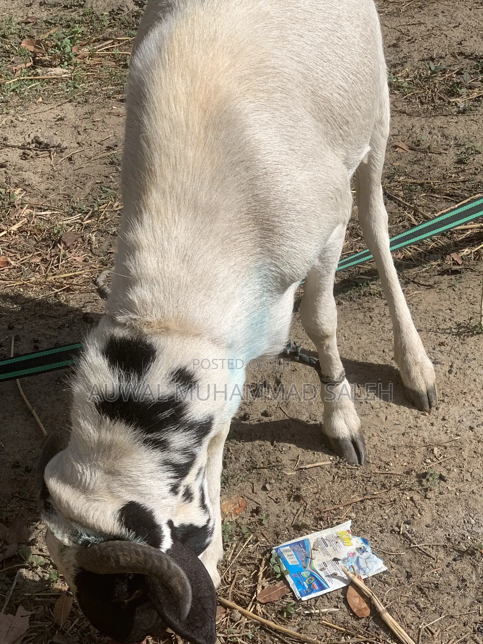 Sallah Rams