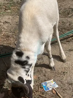 Sallah Rams