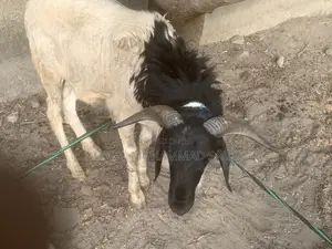 Sallah Rams
