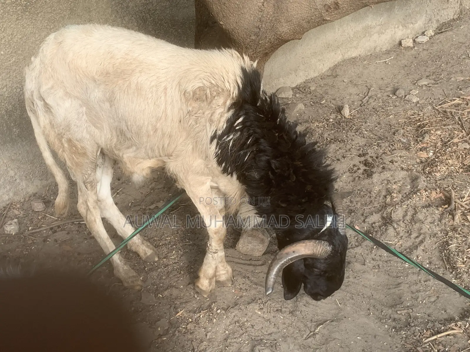Sallah Rams