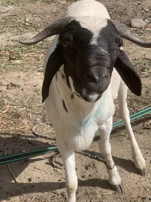 Sallah Rams
