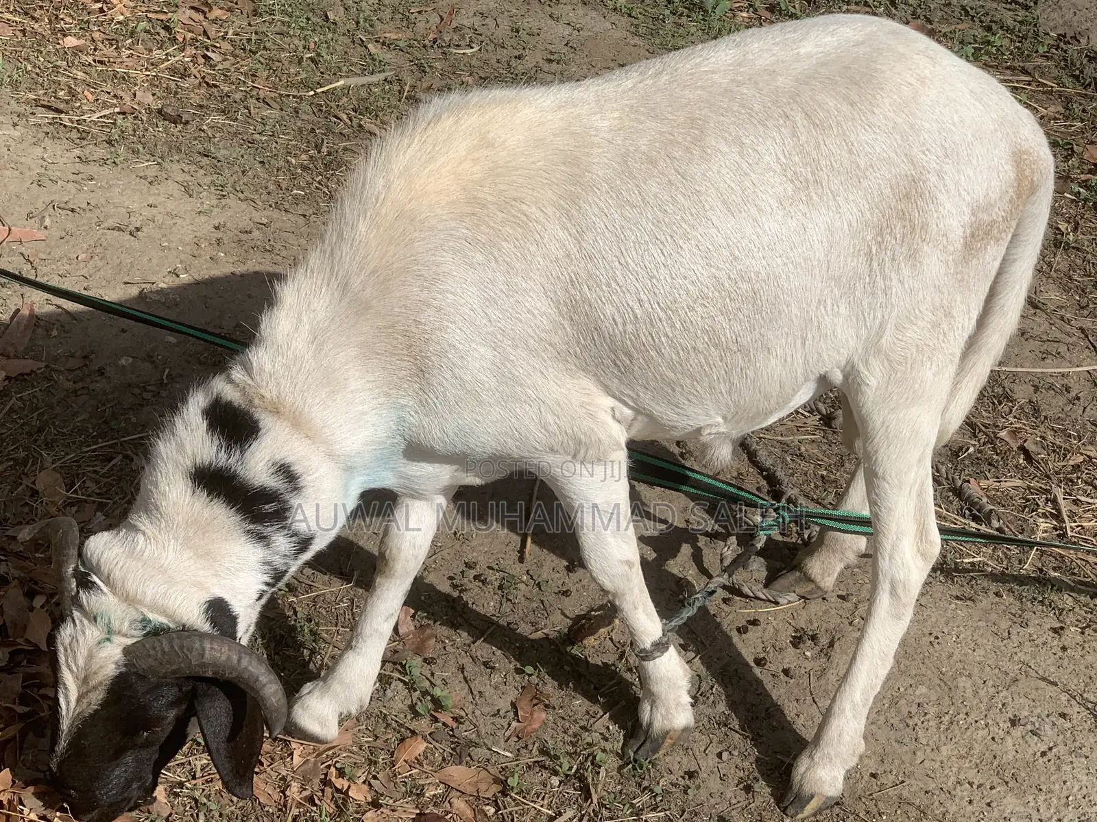 Sallah Rams