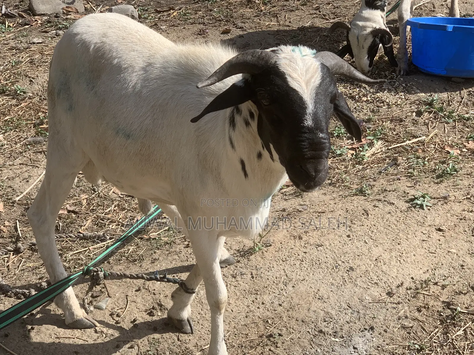 Sallah Rams