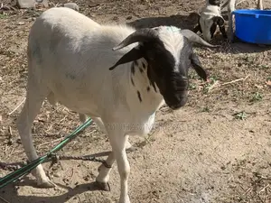 Sallah Rams