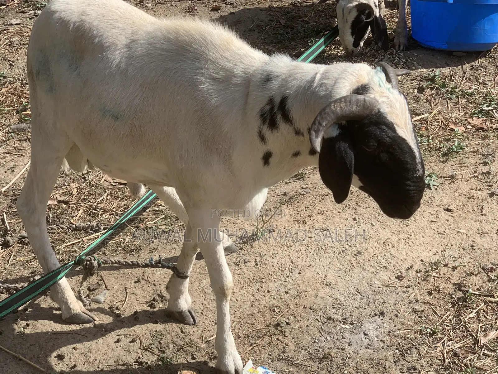 Sallah Rams