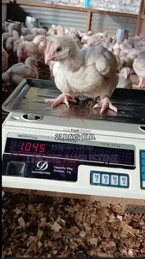 3 Weeks Broilers for Sale