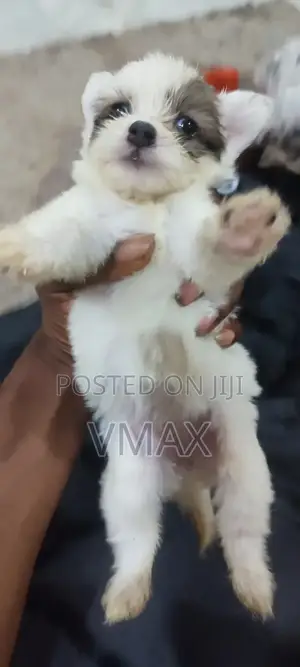 1-3 months Female Mixed Breed Lhasa Apso