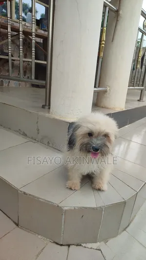 1+ year Male Purebred Lhasa Apso