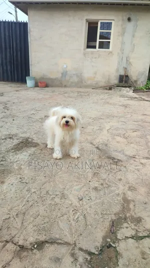 1+ year Female Purebred Lhasa Apso