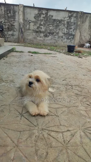 1+ year Male Purebred Lhasa Apso
